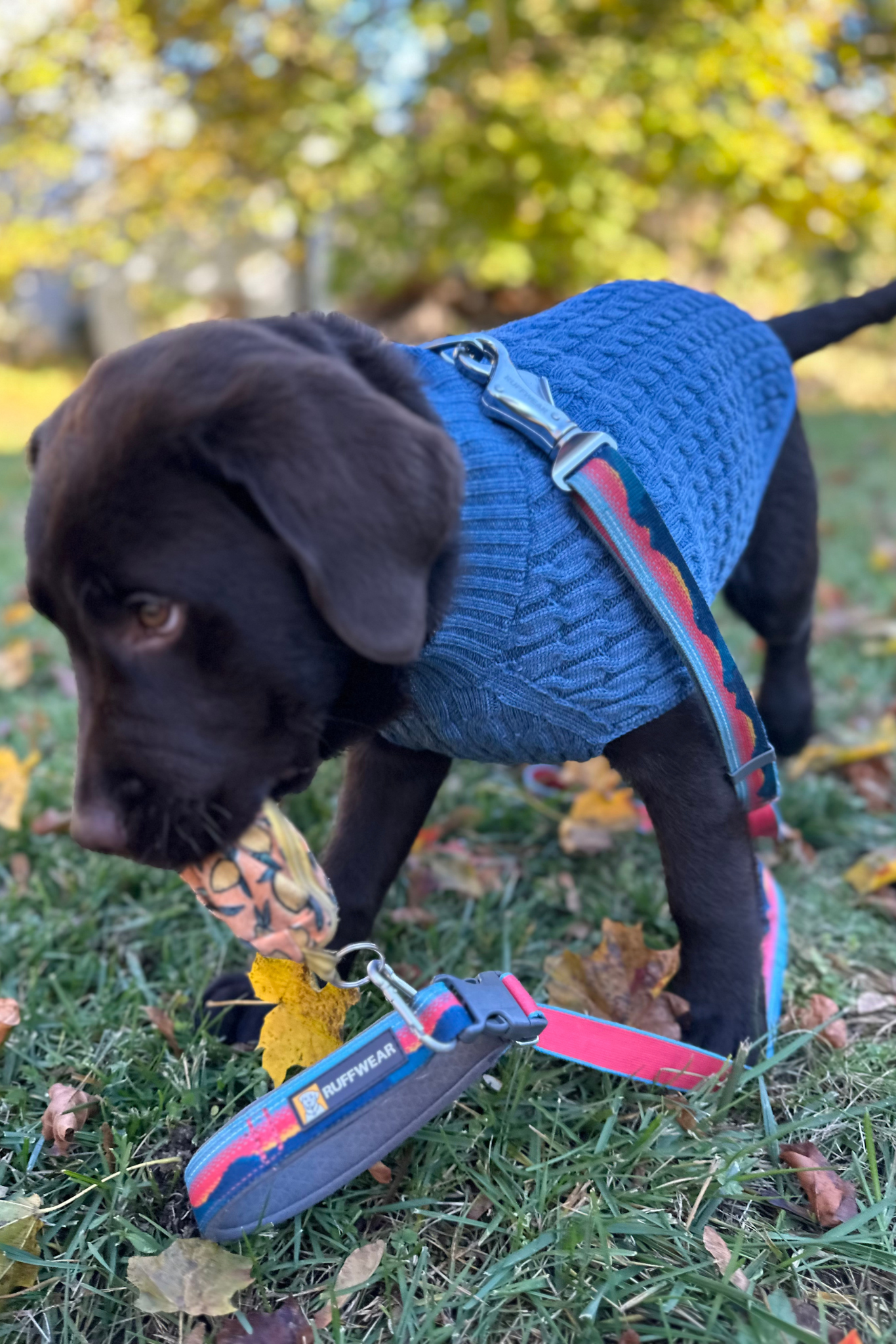 Pawsome Pairings: Pup and Person Matching Accessory Set